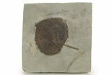 Paleocene Fossil Leaf (Zizyphoides) - Montana #377956-1
